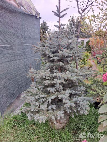 Ель голубая красивая (крупномер) для посадки