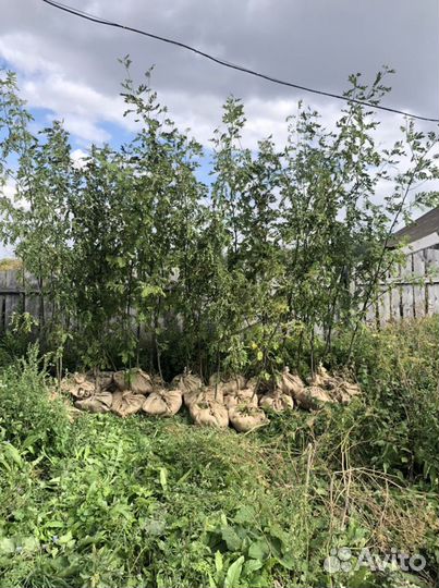 Саженцы Рябина, клена, липы обыкновеная