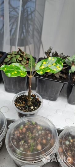 Ceropegia starry night