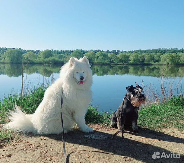 Зоопсихолог, дрессировка/кинолог, передержка