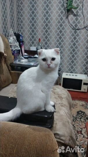 Кошки вислоухие