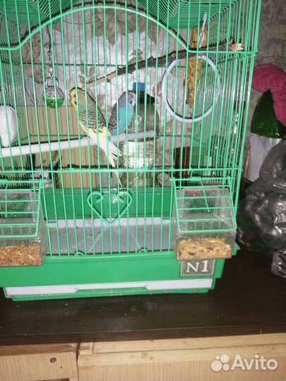 Продам попугаев с клеткой 2500