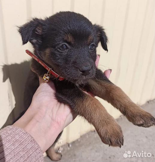 Щеночки девочки в добрые руки