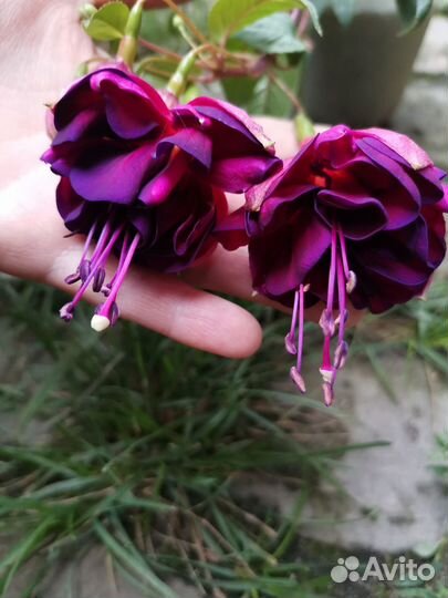 Фуксия срезы