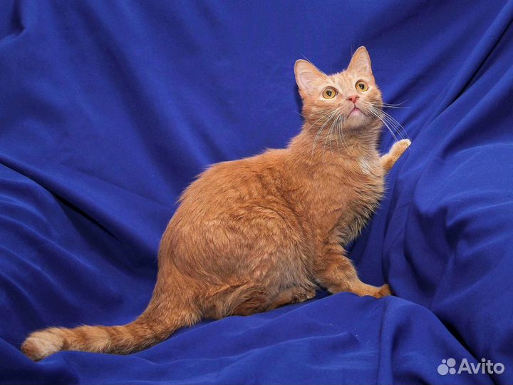 Кот ищет дом