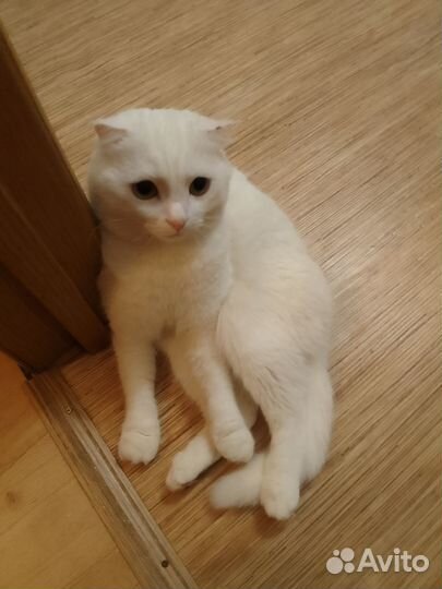 Хороший обученный кот