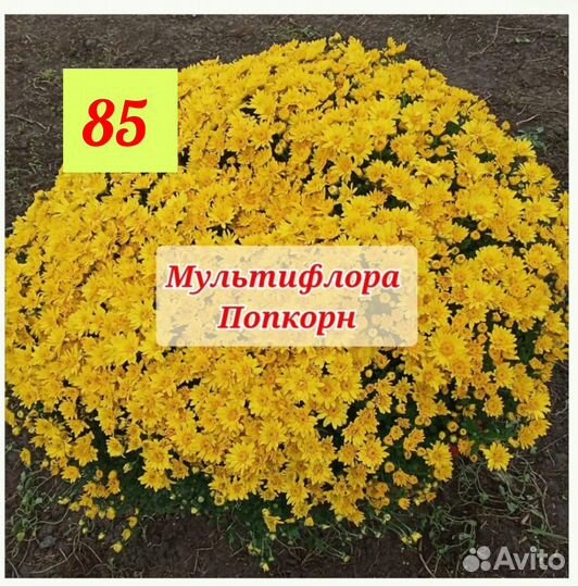 Хризантема мультифлора (70сортов)