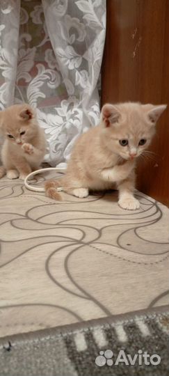 Котята в добрые руки даром