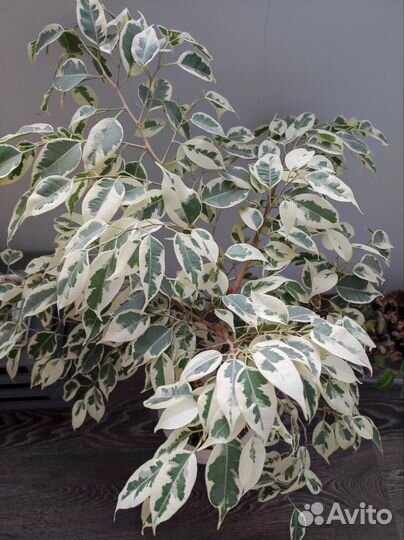 Фикус бенджамина