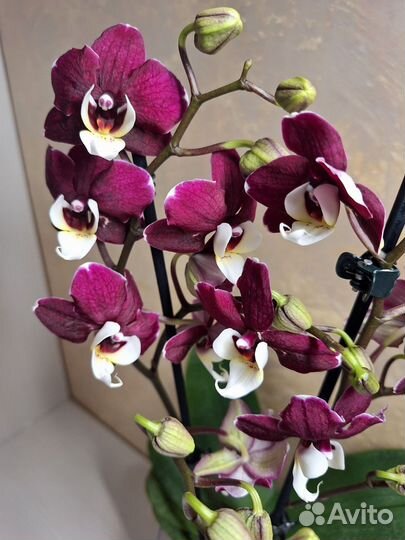 Орхидея фаленопсис мультифлора 2 цв
