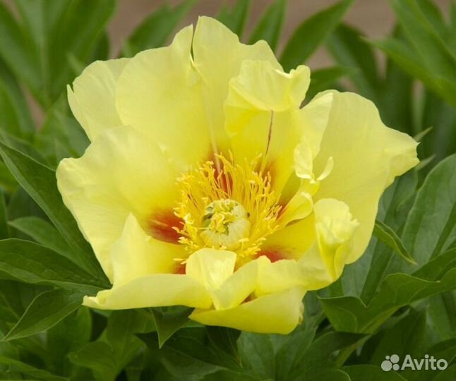 Пион Гоуинг Бананас (Paeonia Itoh Going Bananas)