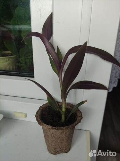 Комнатные цветы Рео(традиция)