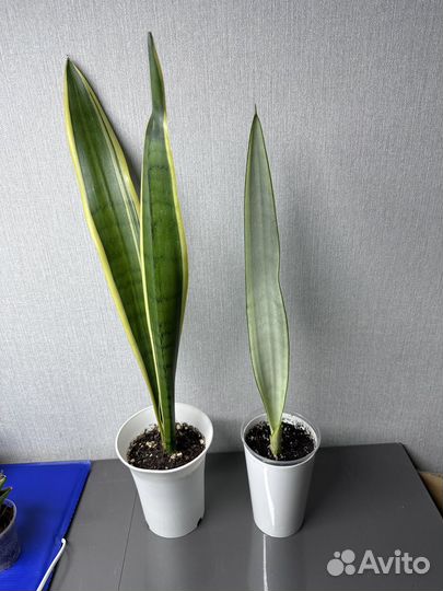 Сансевиерия Асахи, Фишери