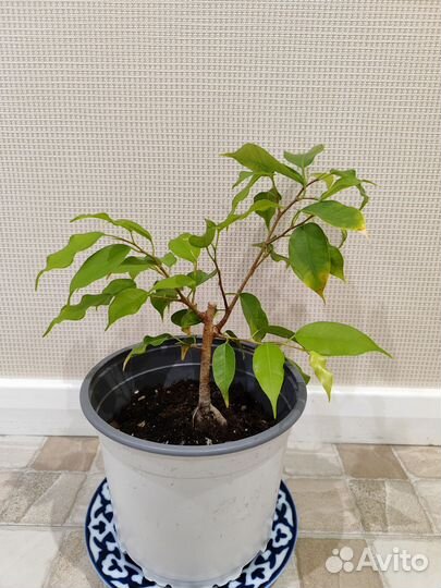 Фикус бенджамина голден моник