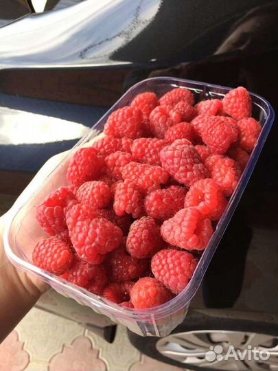 Саженцы малина Феномен и др