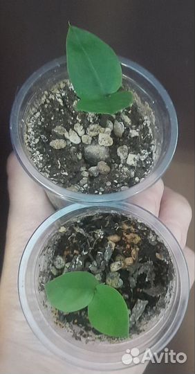 Замиокулькас