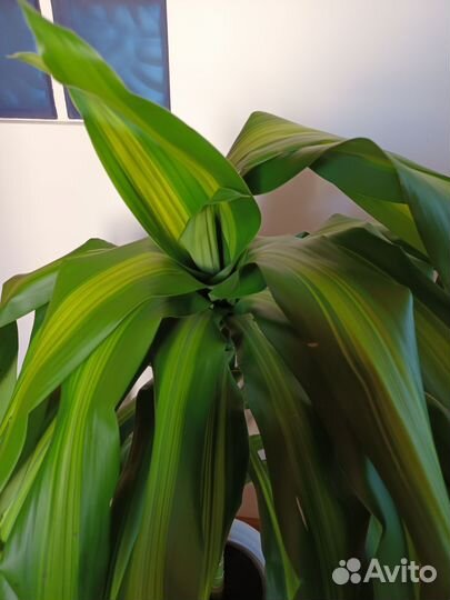 Драцена массанжеана