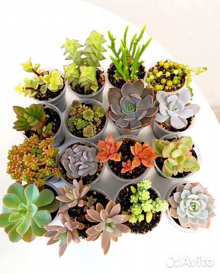 Суккуленты