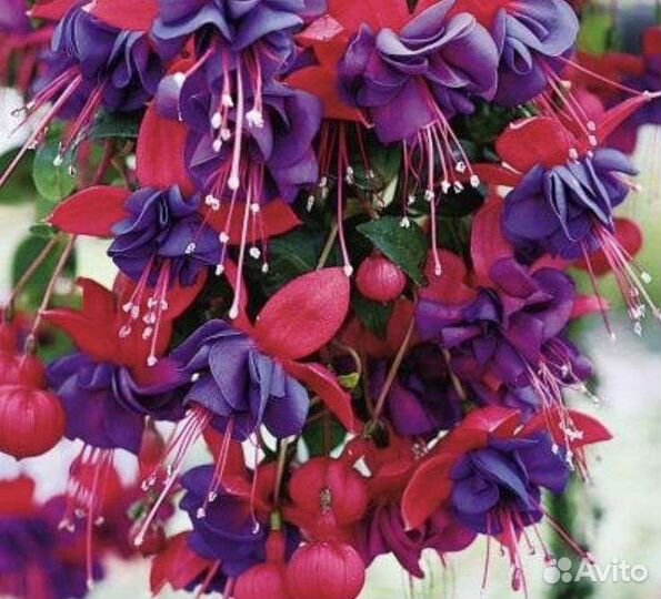 Цветочный дом