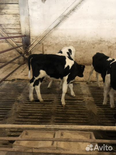 Телятя мясного направления