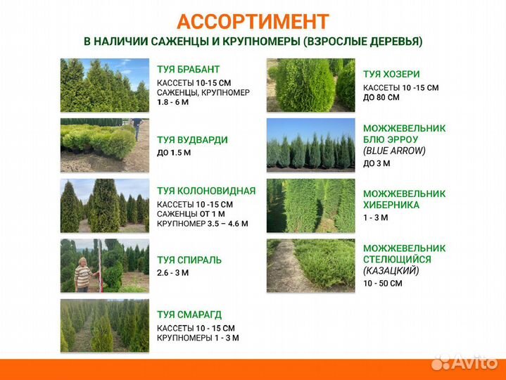 Липа, рябина, клен из питомника