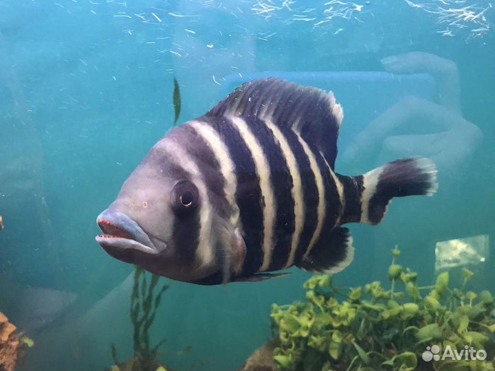 Аквариумная рыбка Теляпия