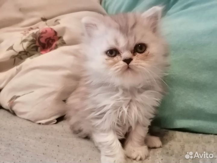 Персидский котенок