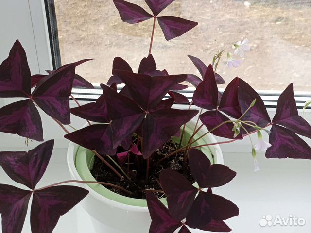 Кислица оксалис,чуткие бабочки