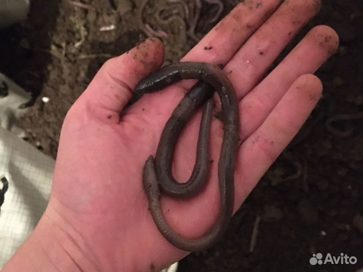 Черви для рыбалки