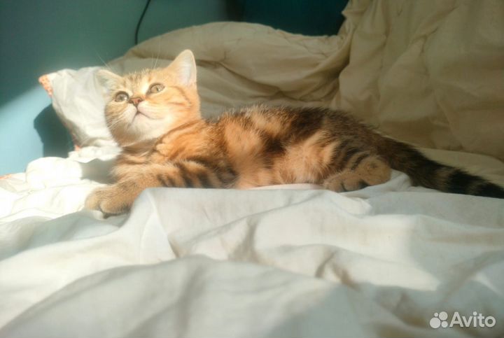 Британские котята