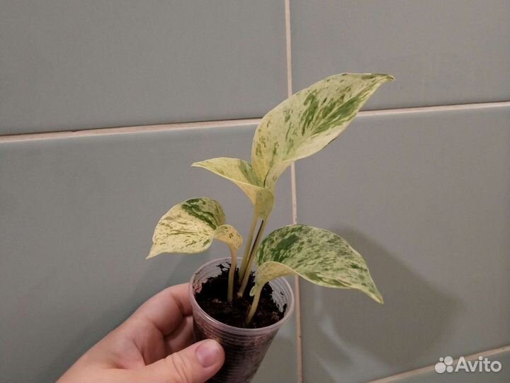 Филодендрон, хоия, эпипренум