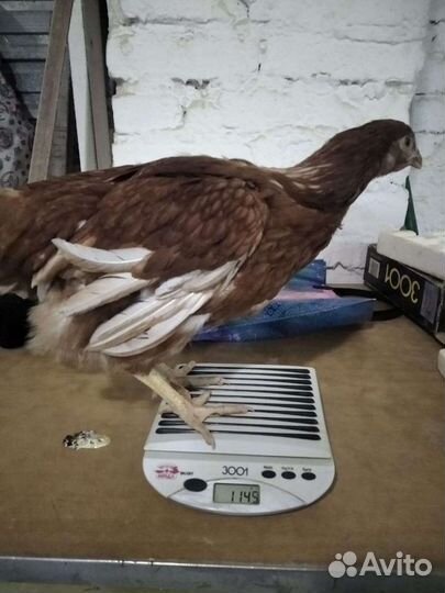 Куры молодки