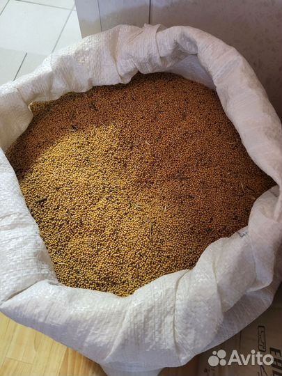 Горчица белая семена