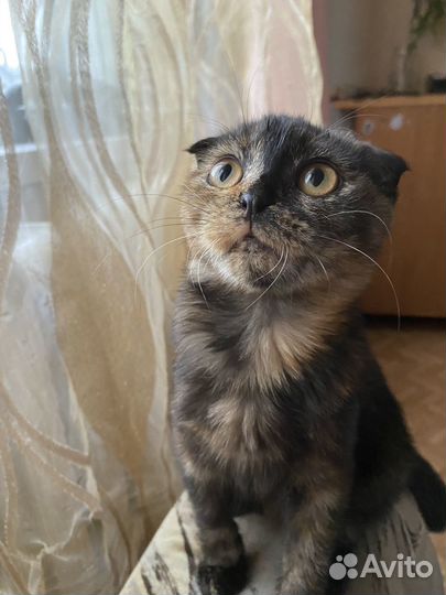 Кошечка вислоухая