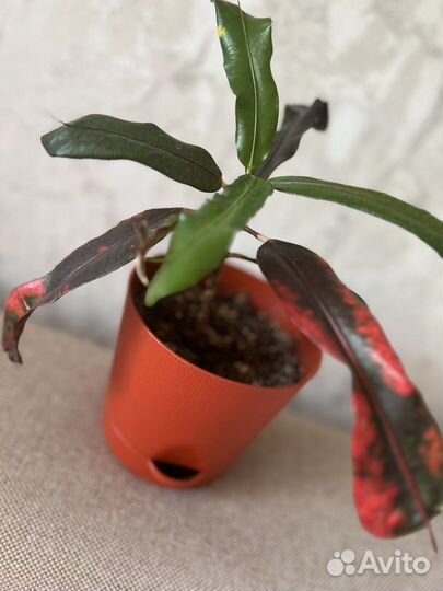 Кротон кудрявый (crispum)