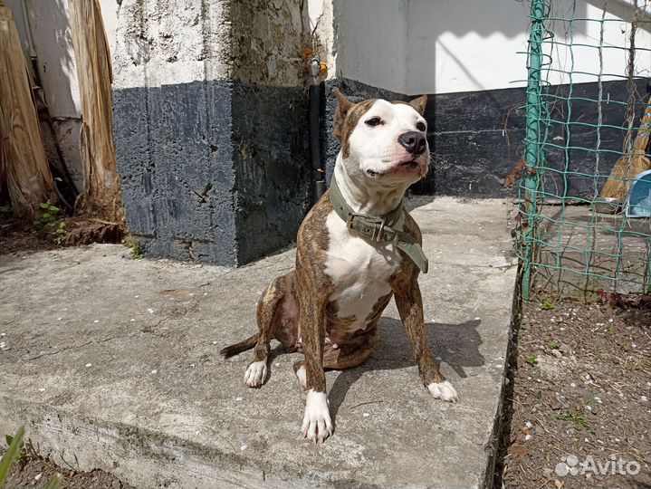 Стаффордширский терьер для вязки