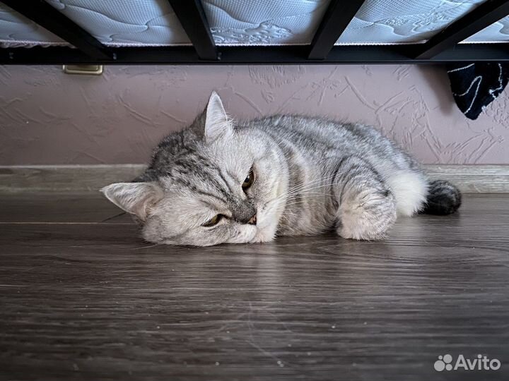 Шотландская прямоухая кошка