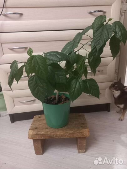 Гибискус китайская роза махровый алый. Красный