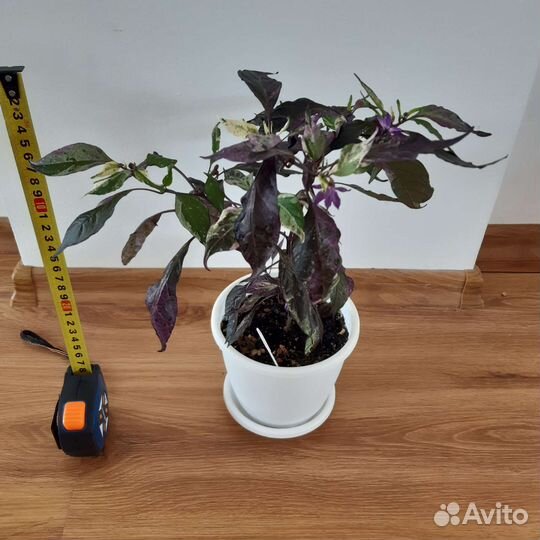 Перец комнатный вариегатный