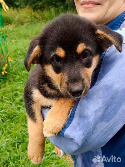 Щенок девочка в добрые руки