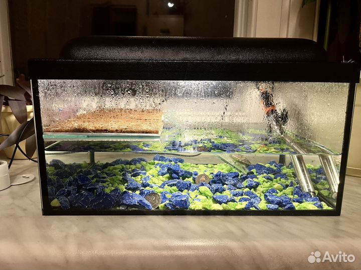 Черепаха с аквариумом