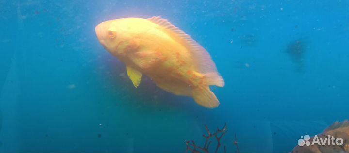 Астранотус