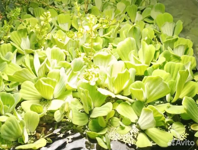 Растения для пруда - (гиацинт, пистия, нимфея)