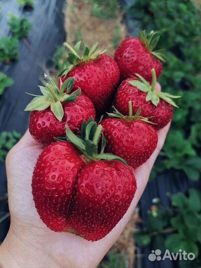 Рассада клубники Магнус