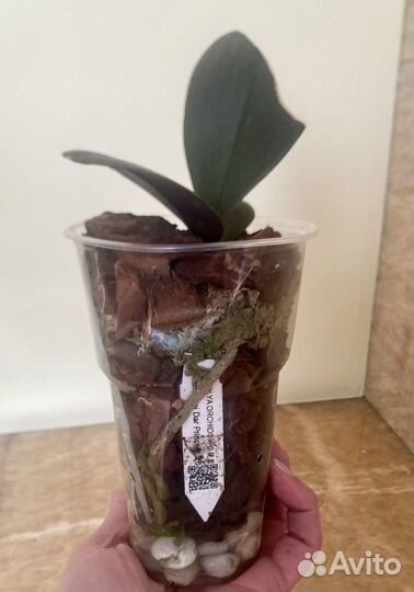 Орхидеи фаленопсис набор 12