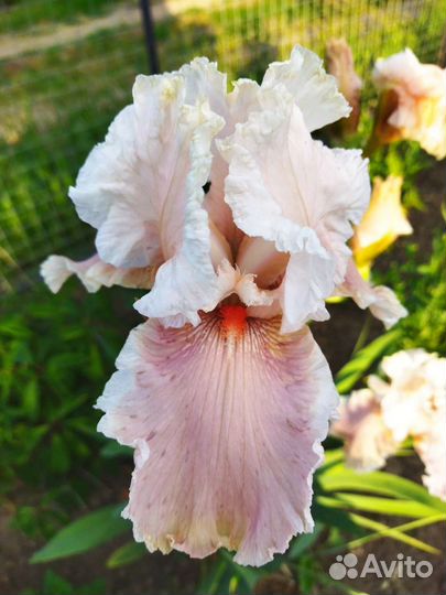 Ирис,ромашка