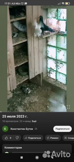 Бакинские широкохвостые голуби