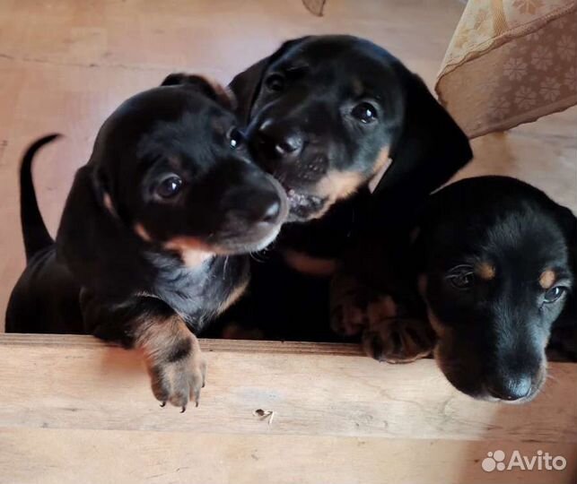 Щенки таксы