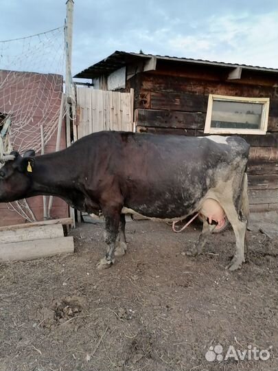 Продам коров