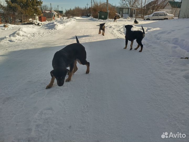 Пристраиваются щенки в добрые руки